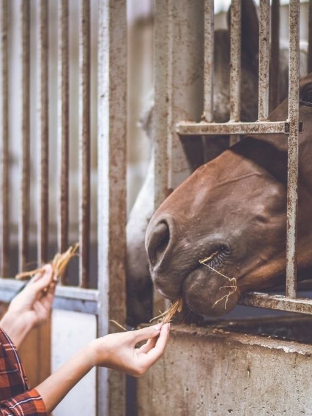 What Can Horses Eat? A List Of Favorite Horse Treats!