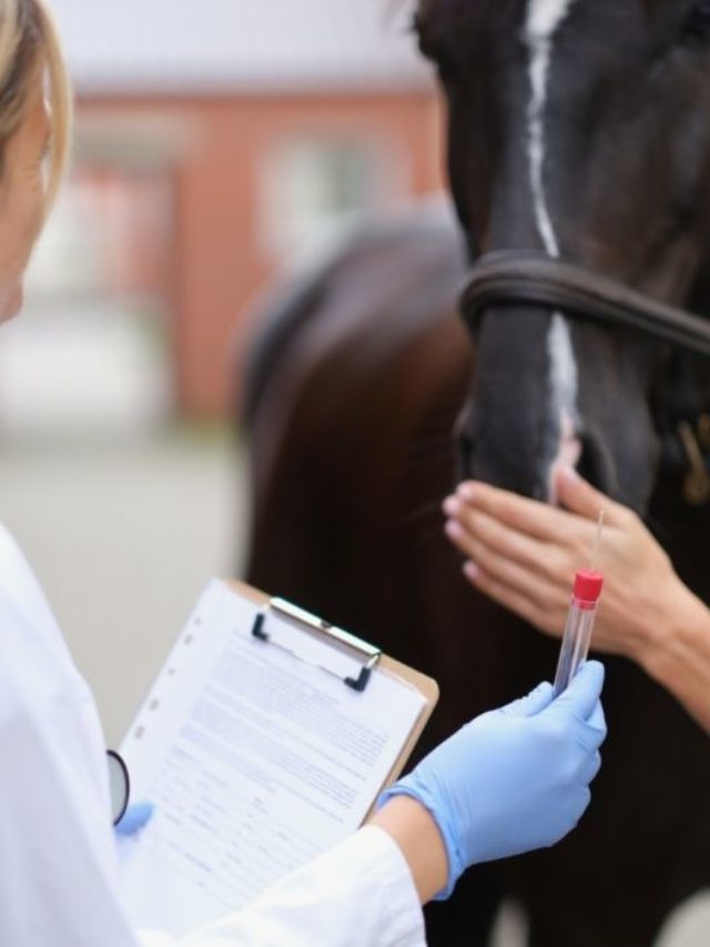 What Does High Fibrinogen Mean In Horses?
