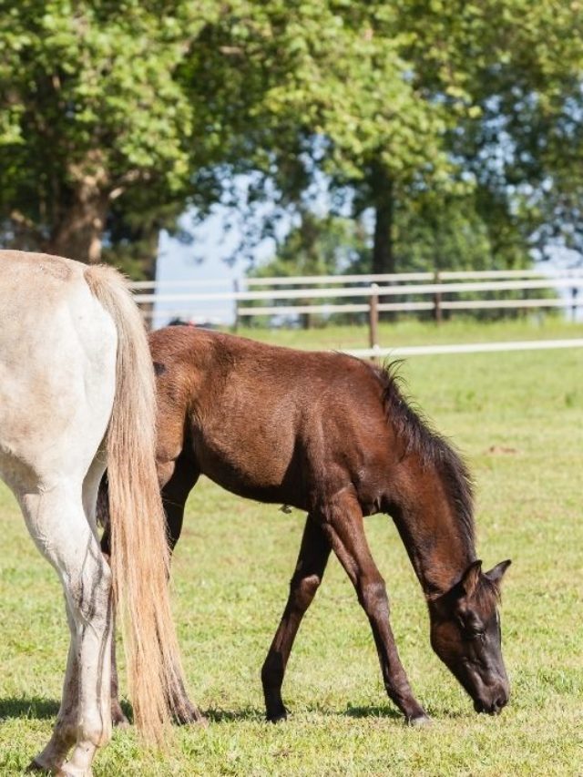 What Is The Difference Between A Colt And A Foal?