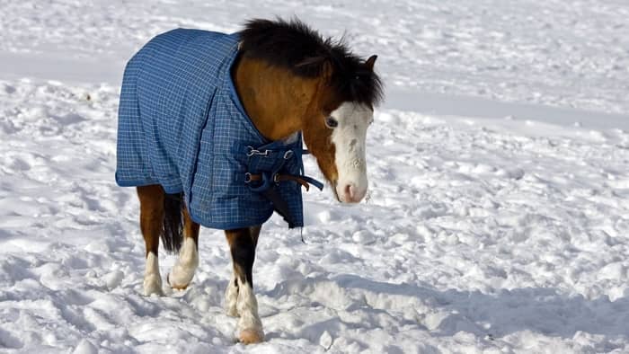 horse cold
