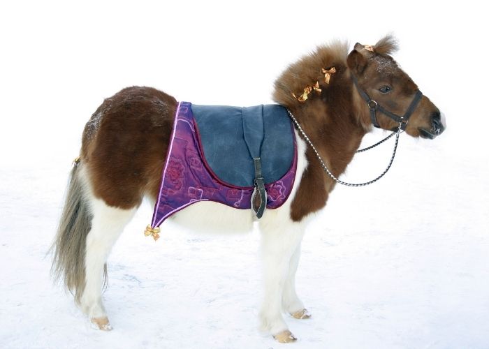 pony blankets for winter
