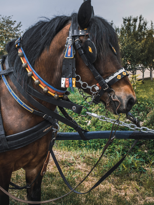 How Much Weight Can A Draft Horse Carry?