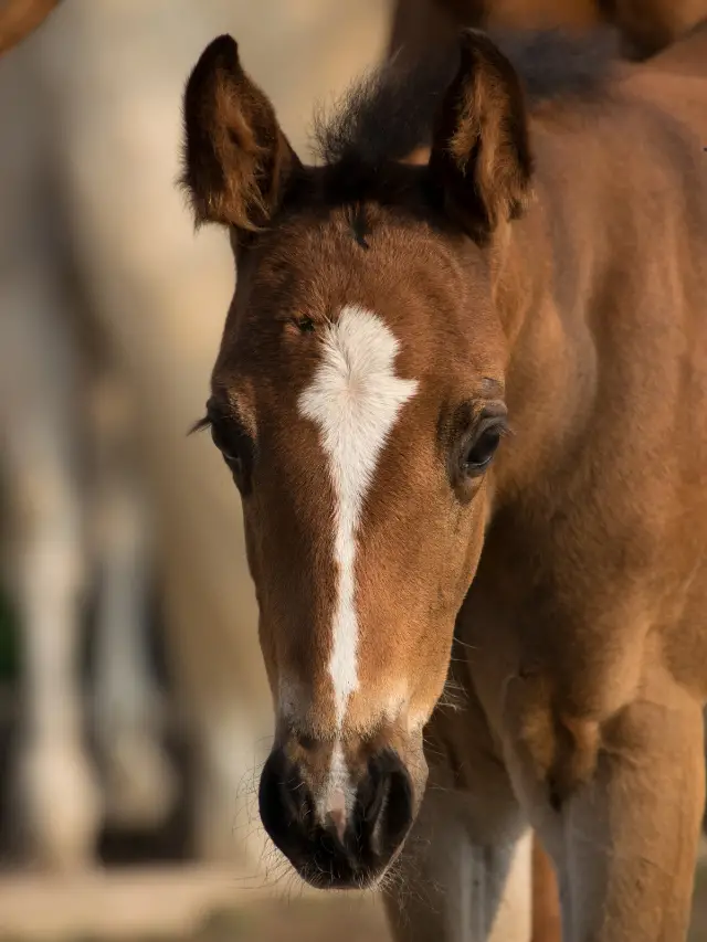 How To Tell What Color Your Foal Will Be?