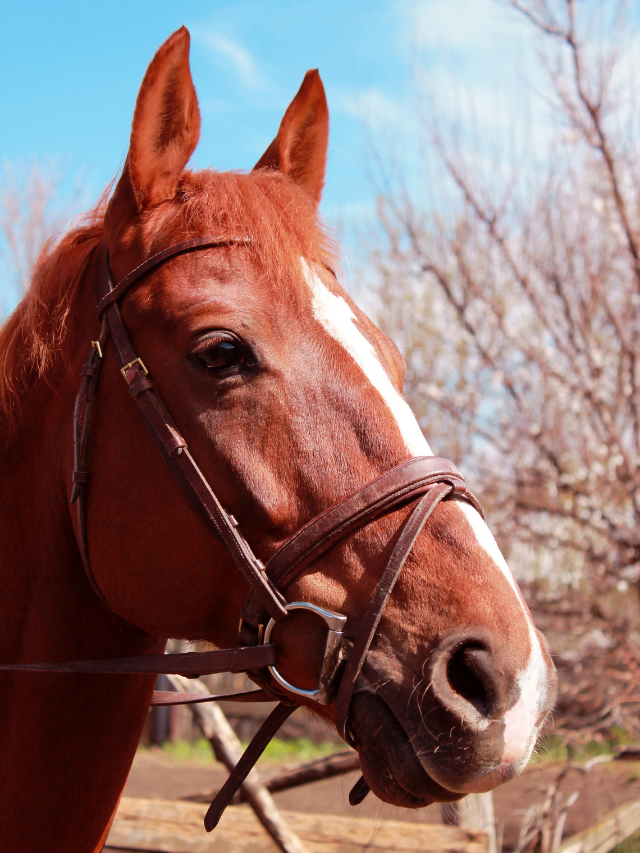 Equine Health: Skin Condition Making Horses Turn Red