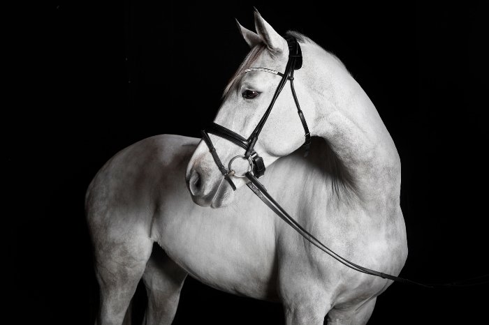 Best Dressage Horse Breeds - Holsteiner