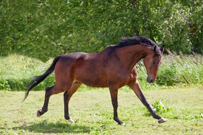 Best Dressage Horse Breeds - Trakehner