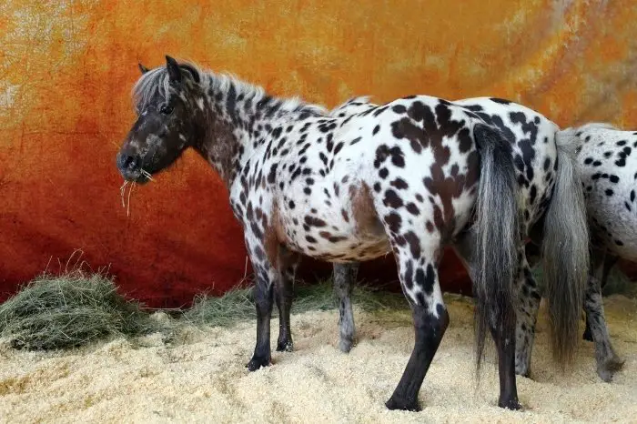 Best Pony Breeds For Hot Climates