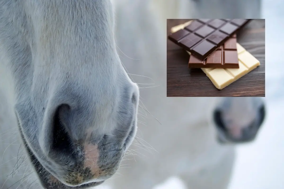 Can Horses Have Chocolate