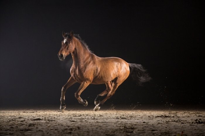 Canter And Gallop Gaits Explained