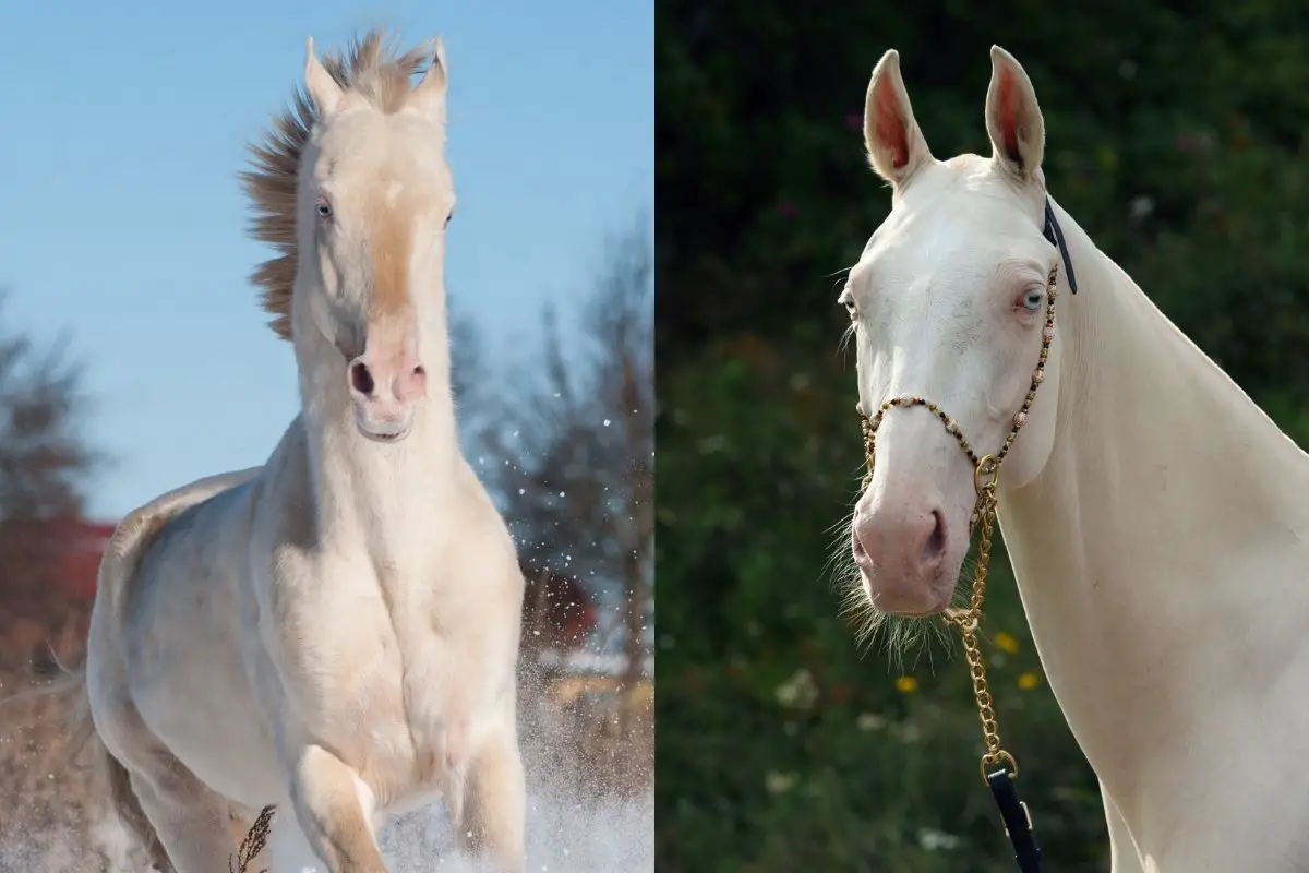 Cremello Vs Perlino Horses - What Is The Difference