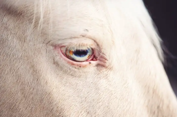 Do Cremello And Perlino Horses Have Blue Eyes
