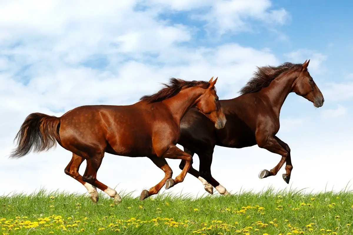 Horse Canter Vs Gallop - What Is The Difference