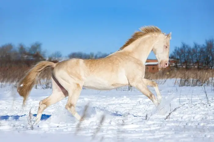 How Do Cremello And Perlino Horses Get Their Coat Color
