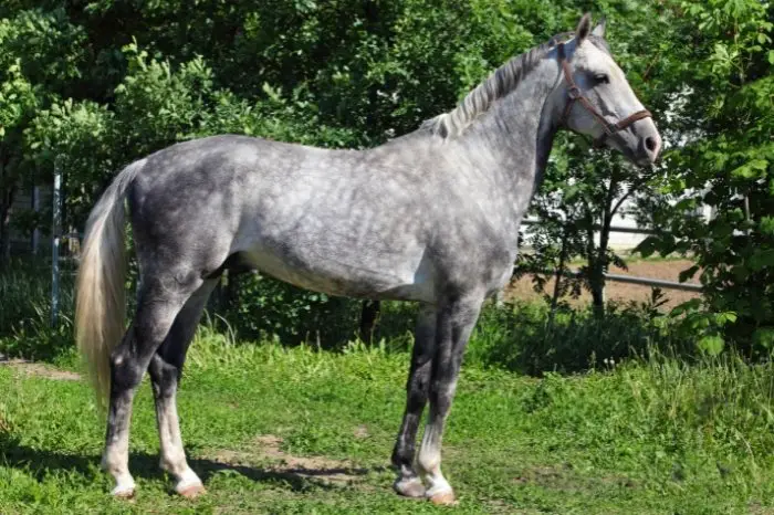 How Do You Get A Silver Horse Color