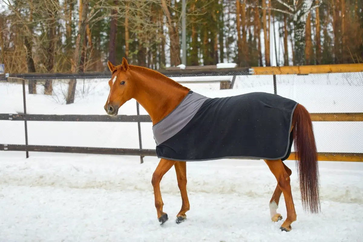 How To Measure For A Horse Blanket