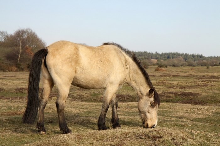How To Tell If A Horse Is Buckskin Or Dun