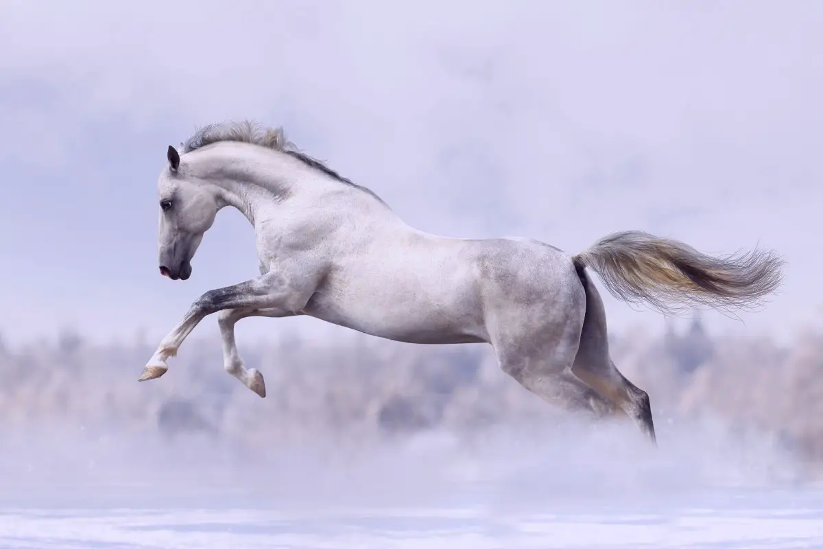 Is There A Silver Gene In Horses?