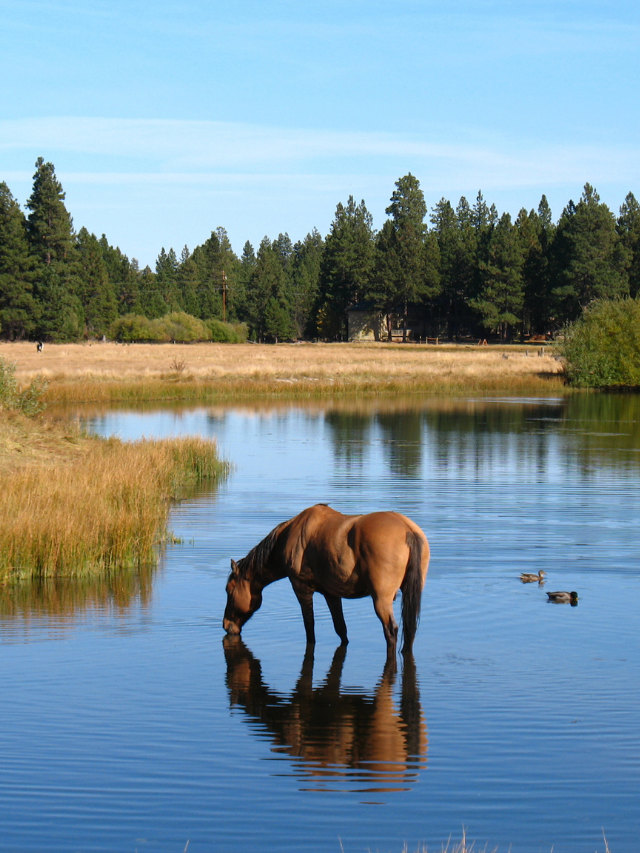 How Long Can Horses Go Without Water?
