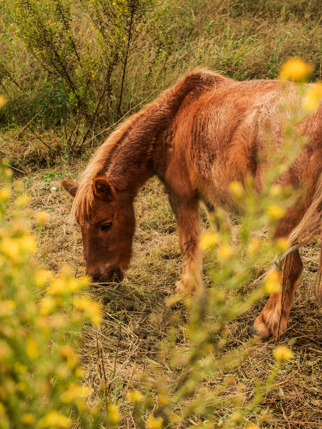 Shetland Pony Lifespan Facts And Figures Revealed!