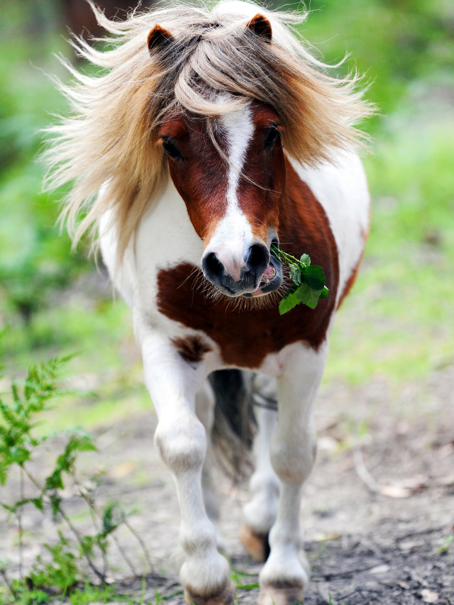 Miniature Horse Lifespan Facts And Figures Revealed!