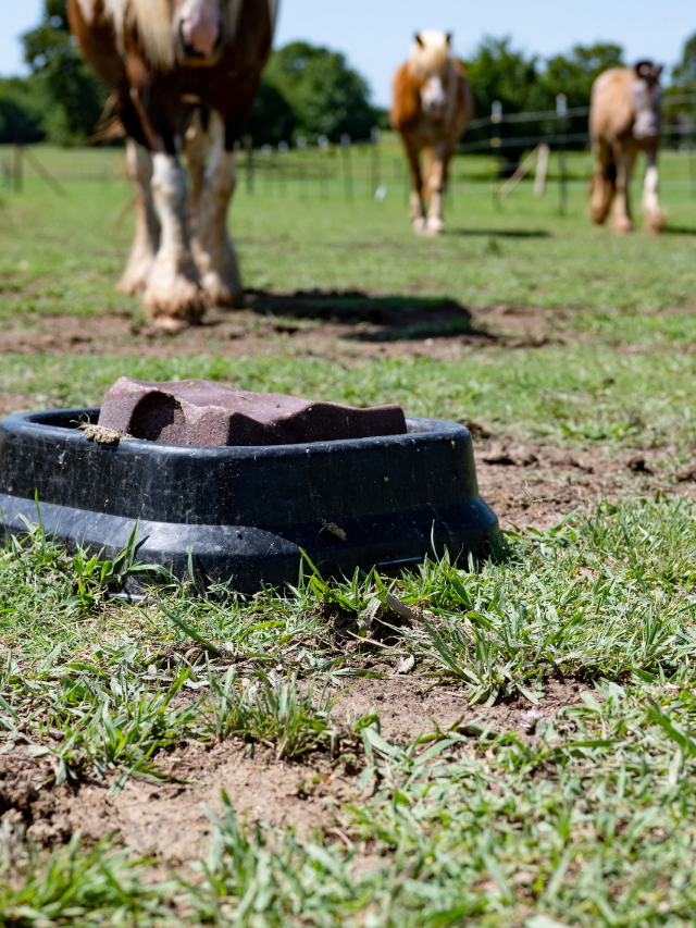 Loose Minerals For Horses – Are They Necessary?