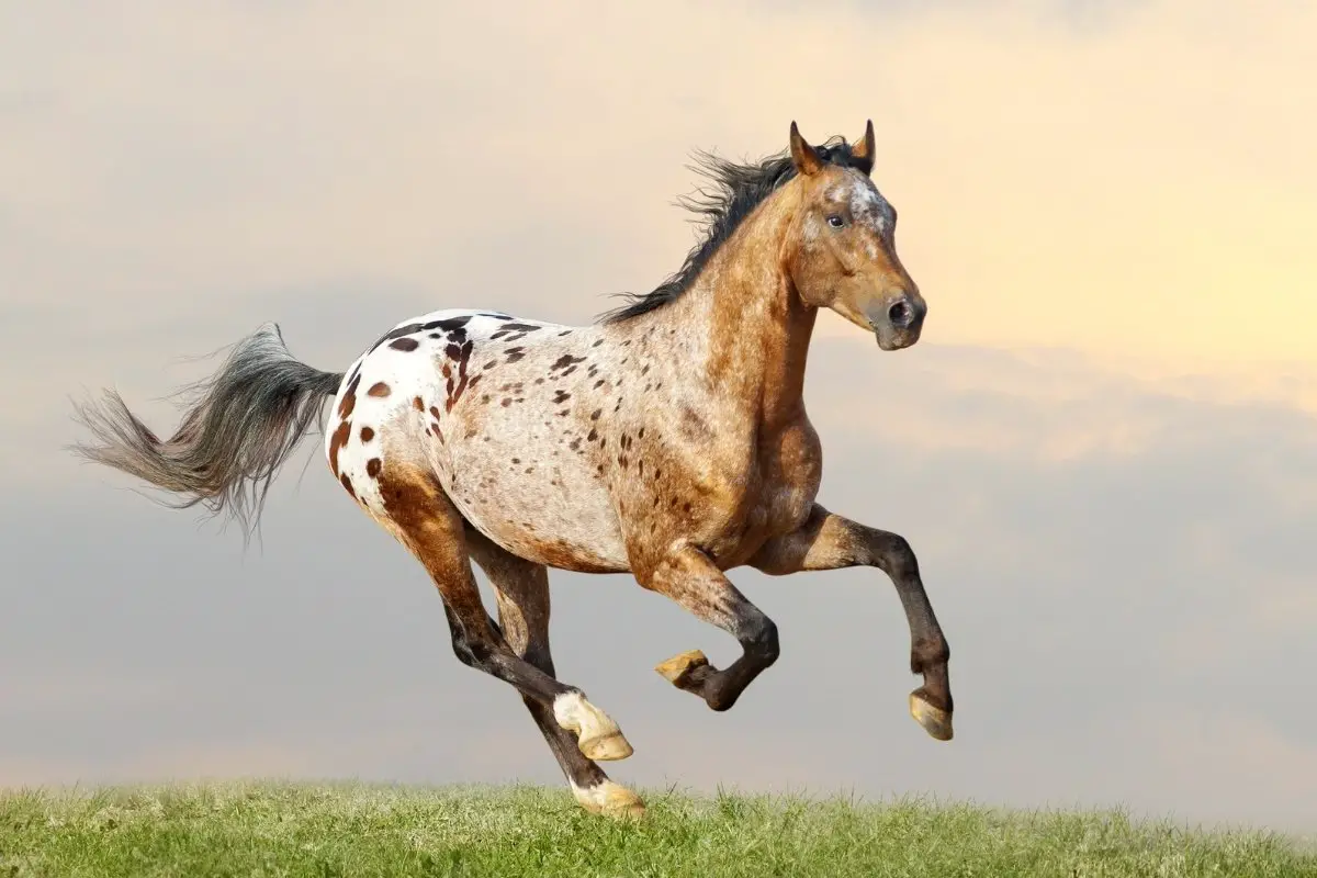 Leopard Appaloosa Spotted Horses Explained