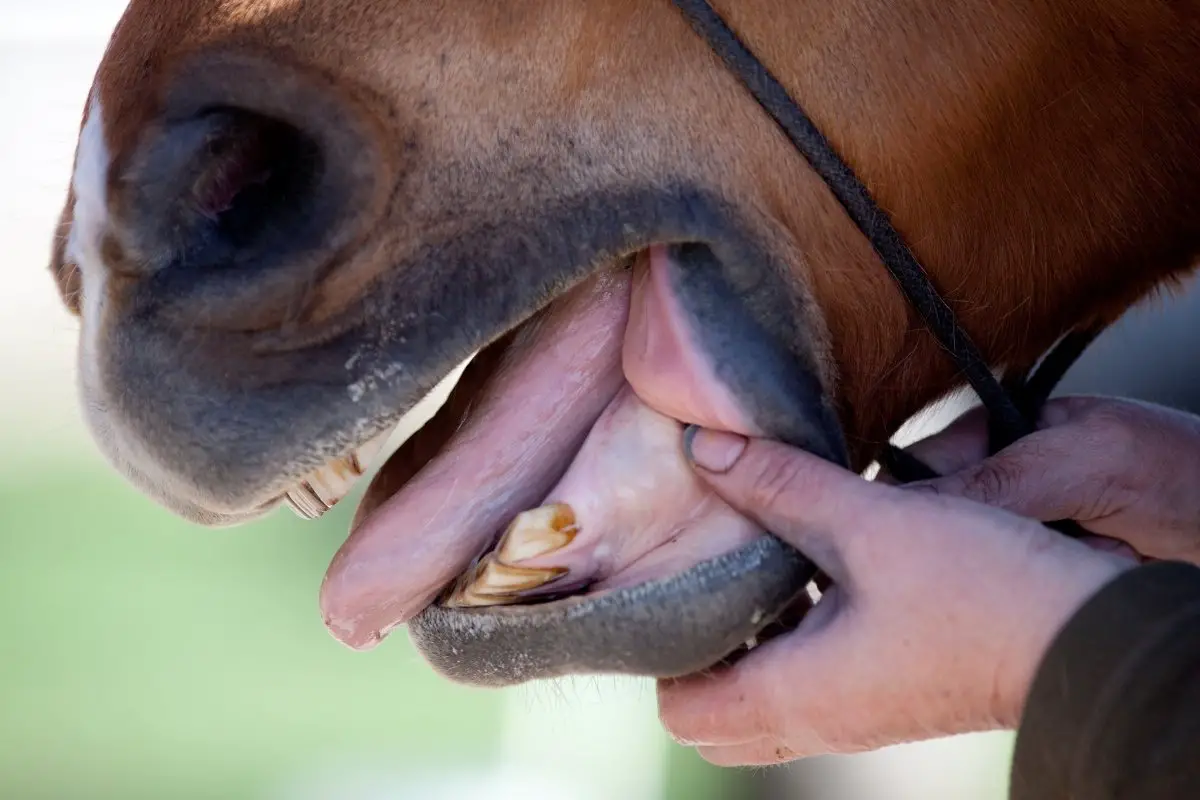 Understanding Equine Tooth Anatomy