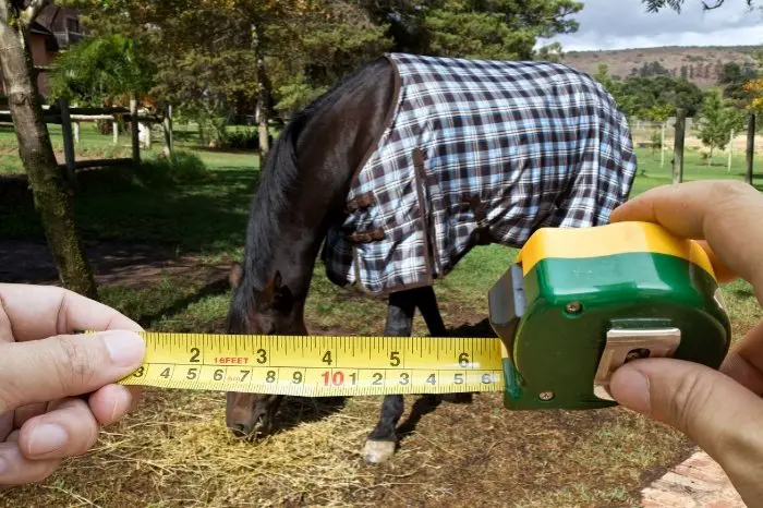 What Happens If Your Horse Has The Wrong Size Blanket
