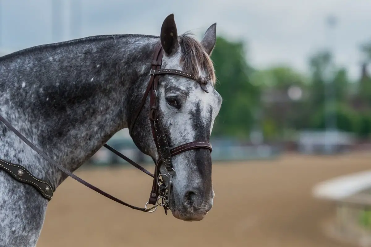 What Is A Grey Sabino Horse Color