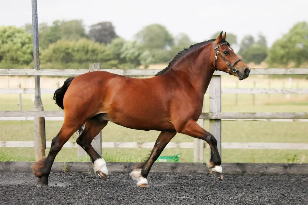 What Is The Difference Between Trot And Canter