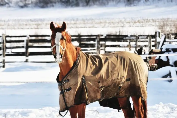 Why Do Horses Need Blankets