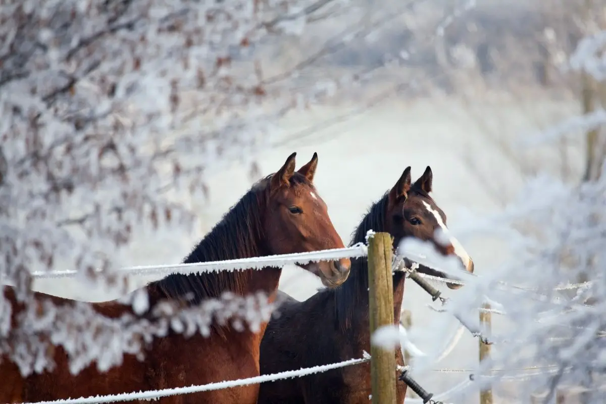 cold weather horse breeds