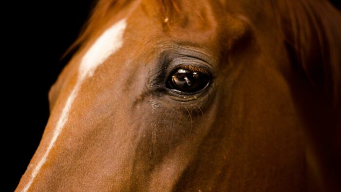horses eye treatment