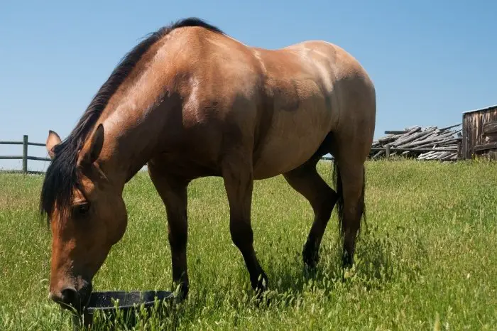 Does Beet Pulp Help Horses Gain Weight