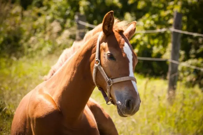 Everything You Should Know About A 6-Month-Old Foal