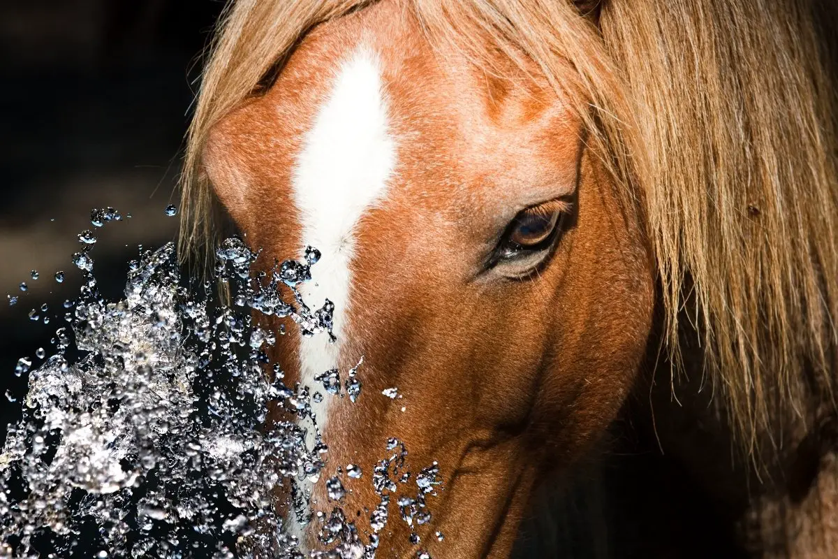 Homemade Eye Wash For Horses