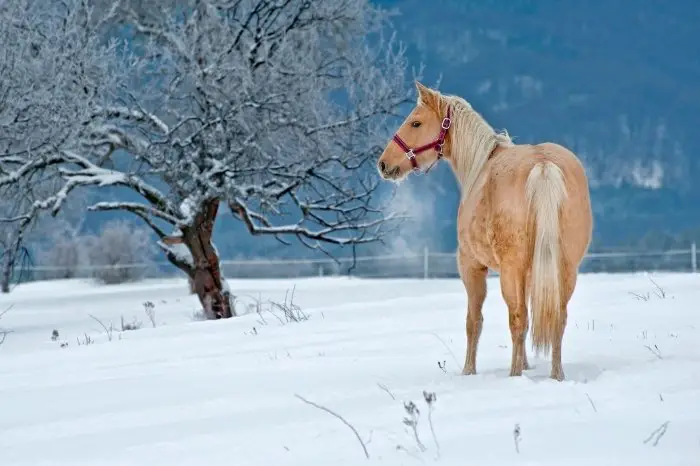 How Are Horses Adapted To Cope With Cold Weather