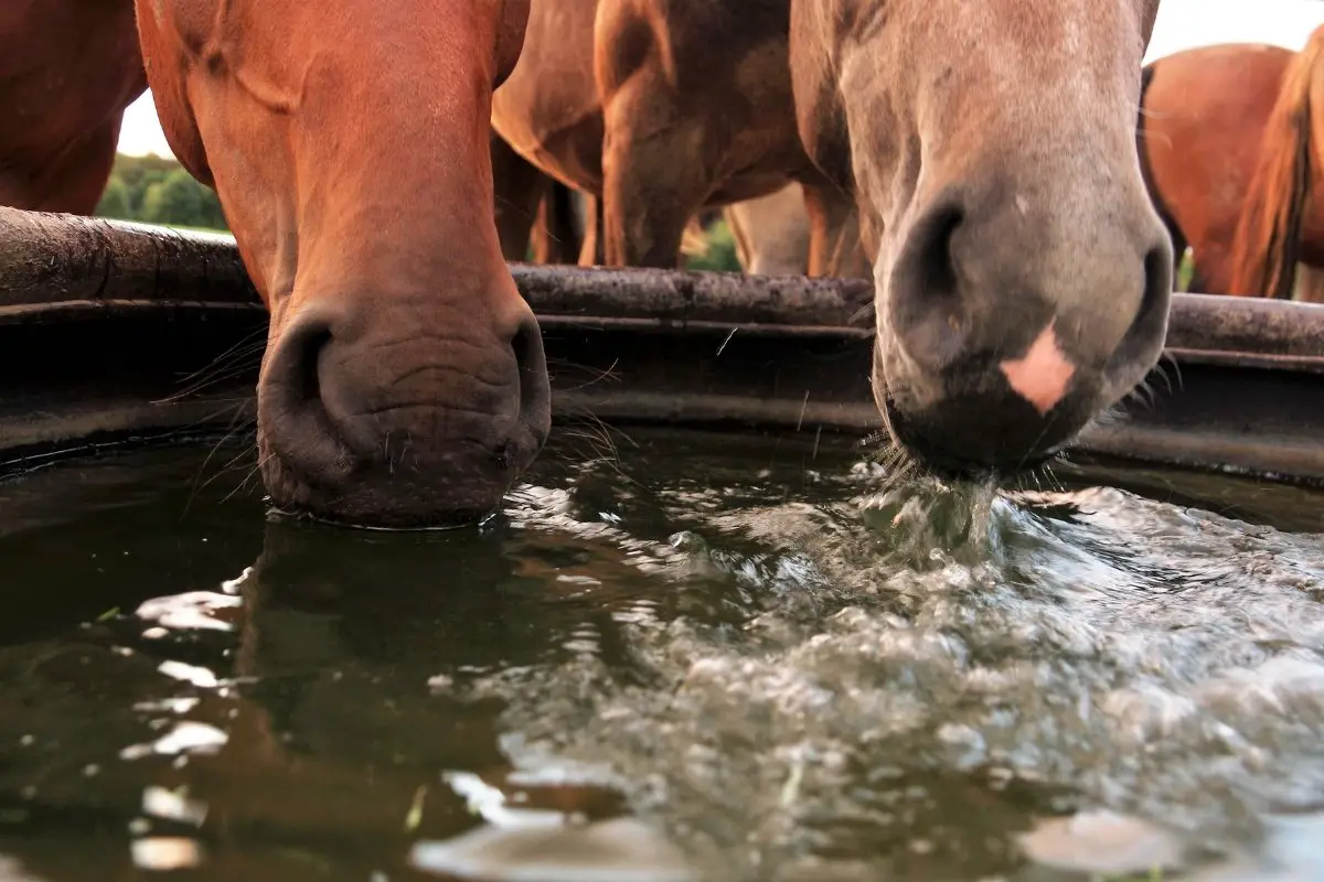 How Do Horses Drink - Horse Thirst-Quenching Facts Explained!