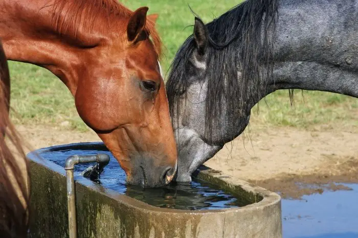 How Do Horses Drink Water