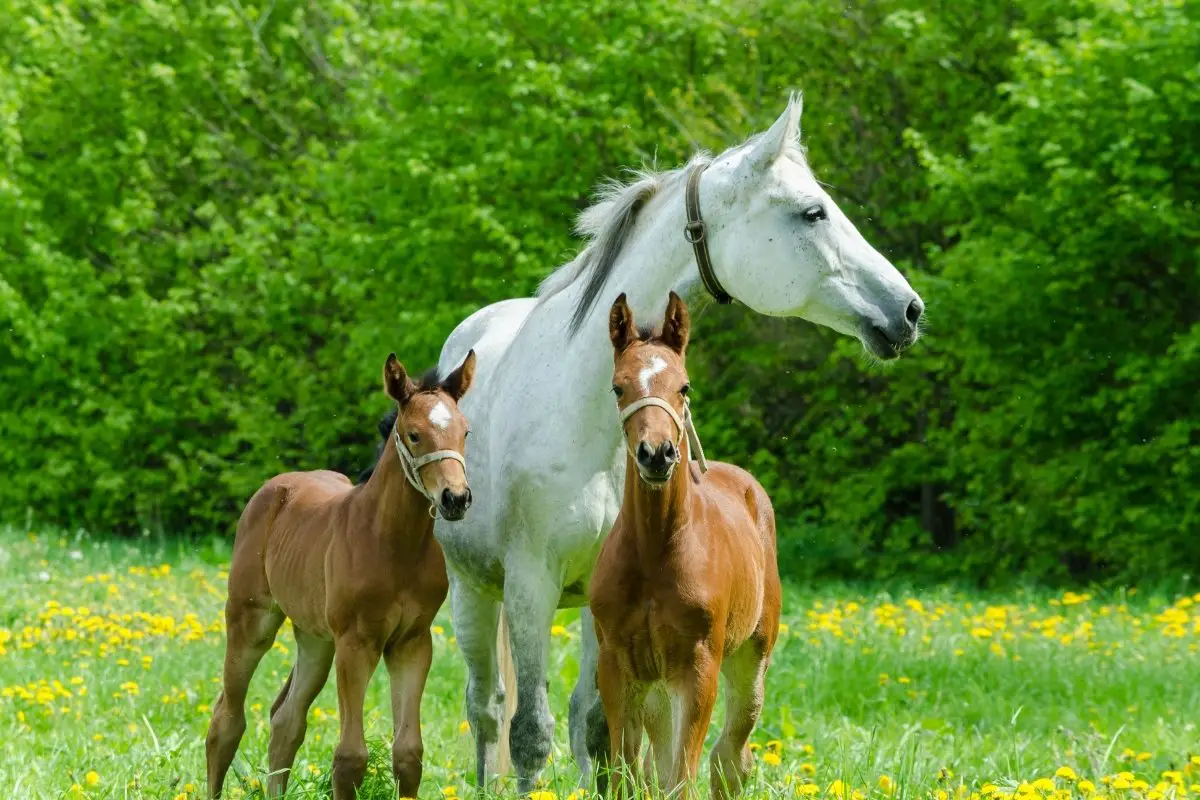 How Many Foals Can A Horse Have