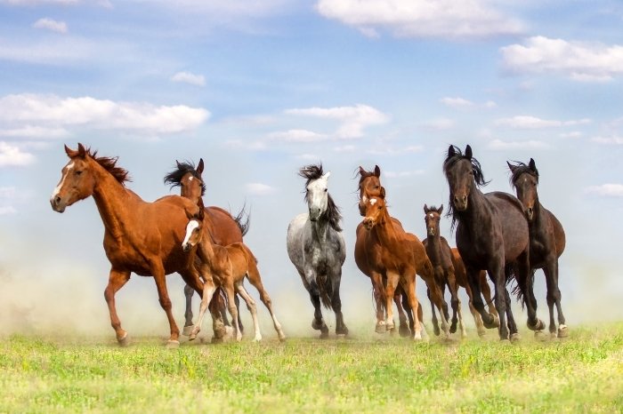How Many Foals Can A Stallion Sire