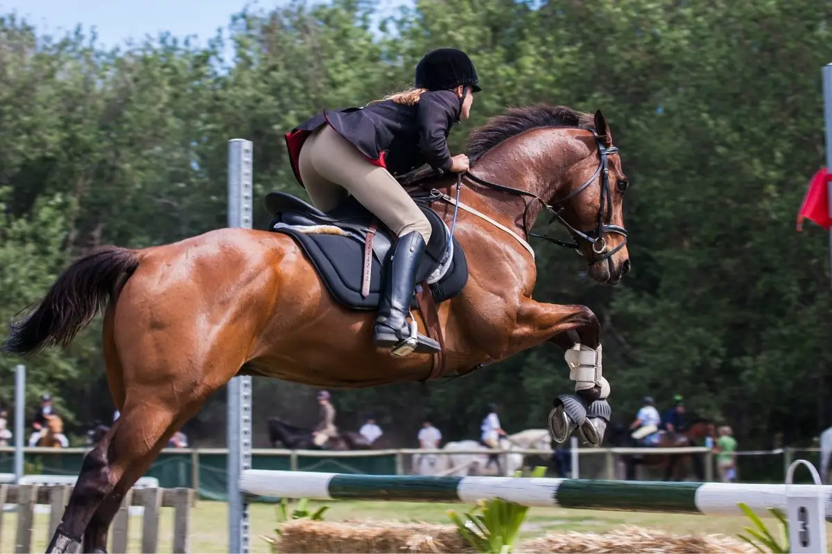 Is Horse Jumping Cruel - Horse Jumping Facts Revealed!