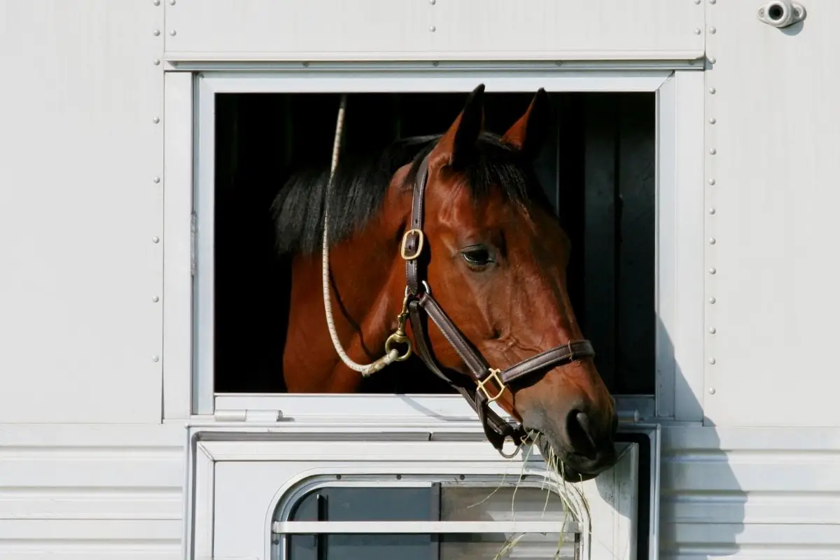 Shipping Fever In Horses - Everything You Need To Know!