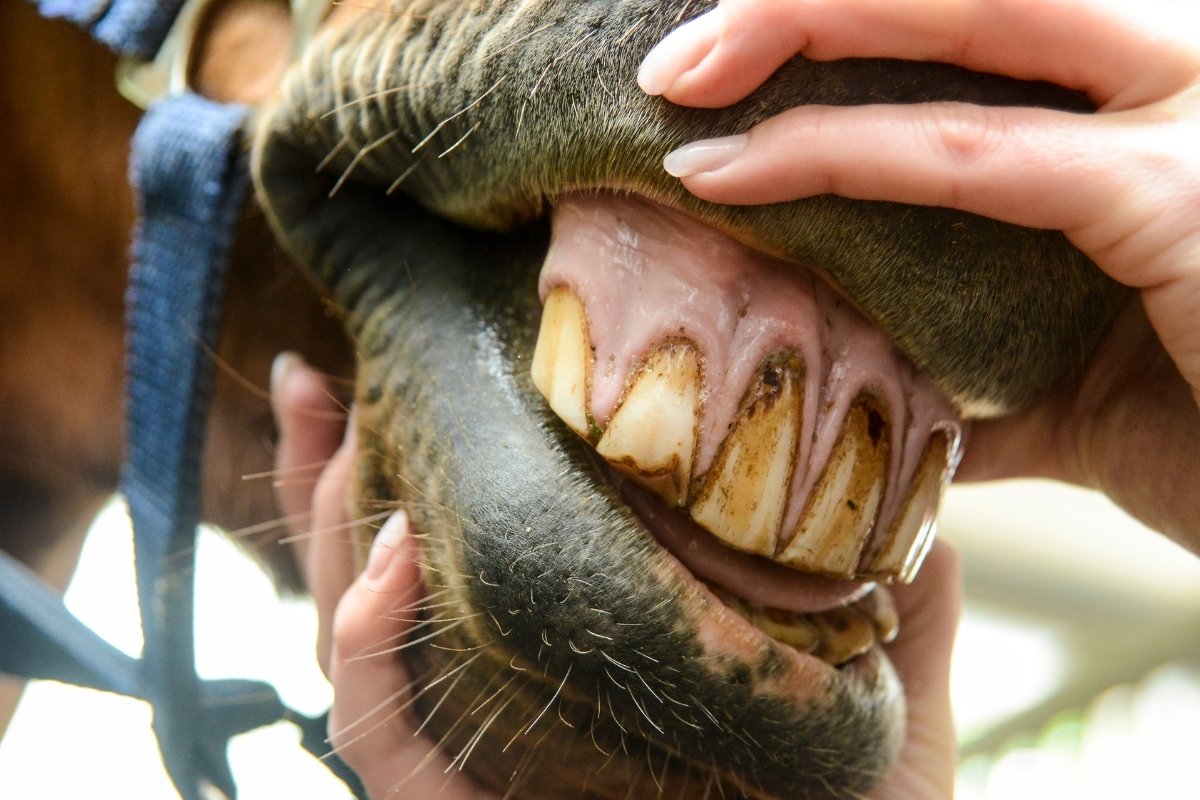 Understanding A Horse Teeth Age Chart