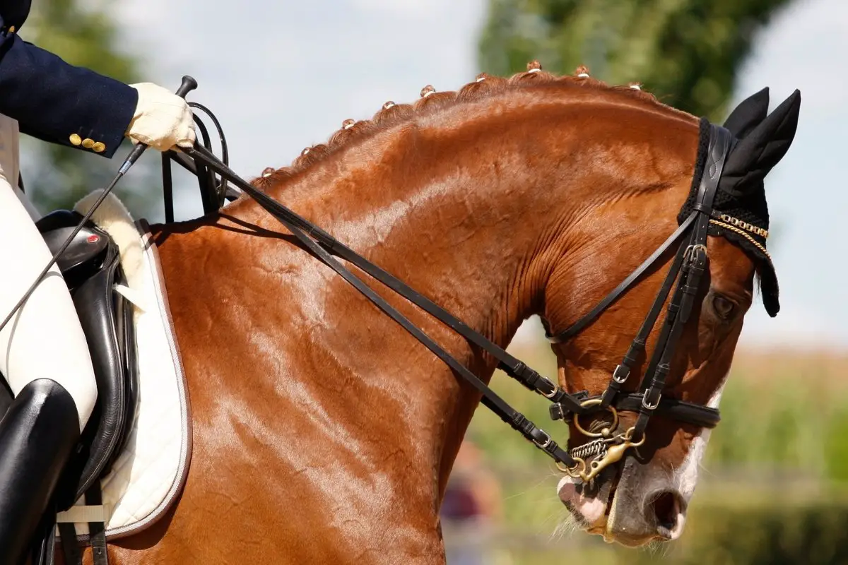 What Are Draw Reins For Horses - Everything You Need To Know About Draw Reins!