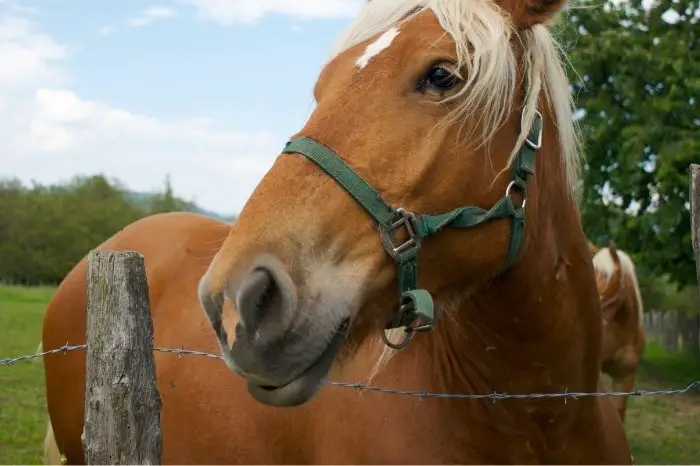 What Causes A Wave Mouth In Horses?