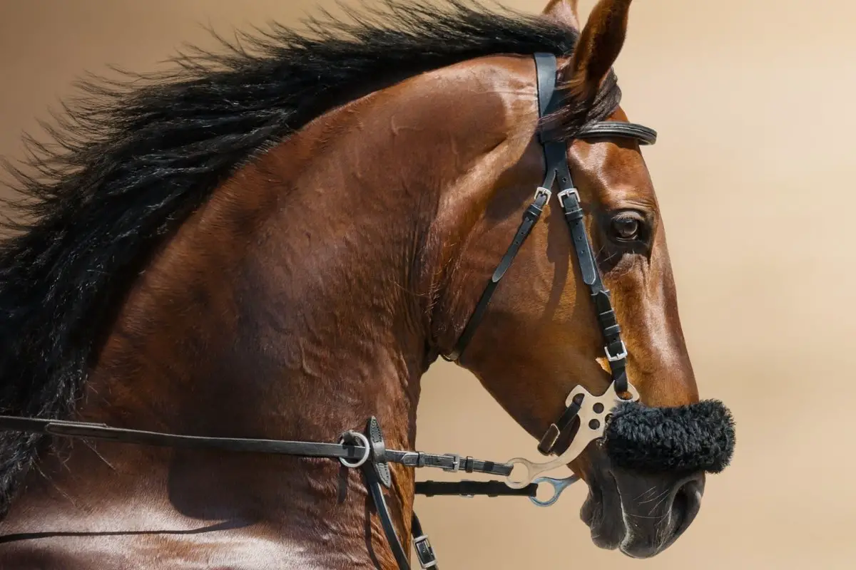 What Is A Hackamore