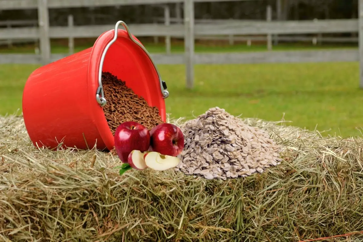 What Is Beet Pulp For Horses