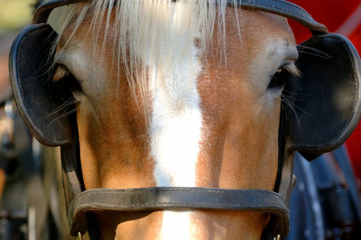 Why Do Horses Wear Blinders