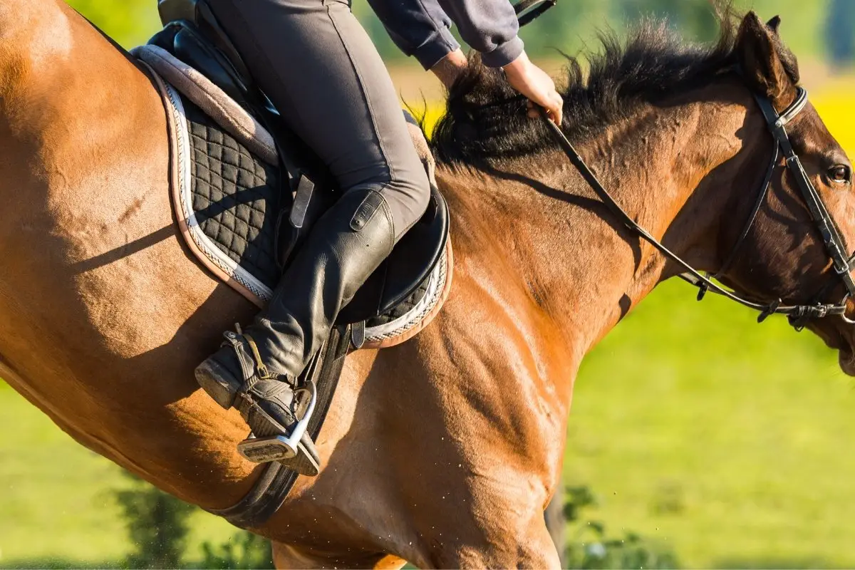 7 Best Stirrups For Jumping